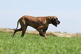 DOGUE ALLEMAND 108